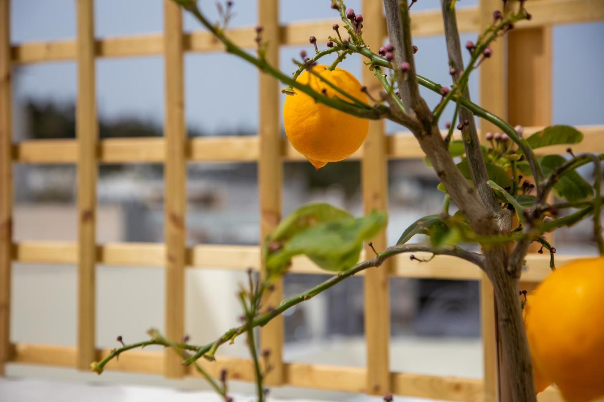 Ourania By Heloni Apartments Athens Exterior photo